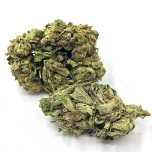 mimosa