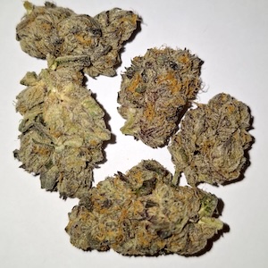 Gucci Killer OG