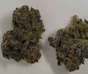 NEW: King Blueberry