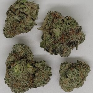 NEW: King Louie XIII